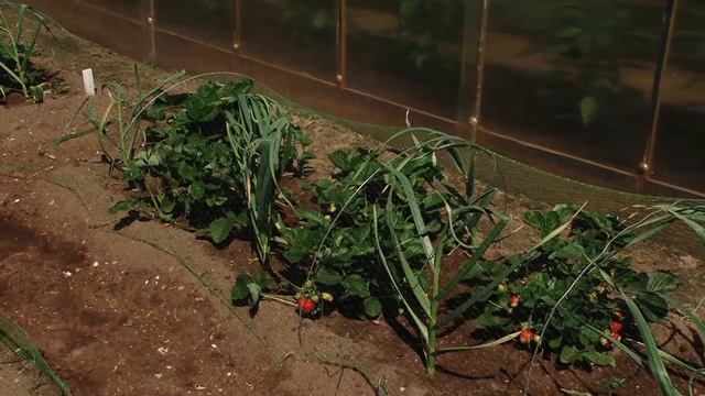 Новый гость рубрики "Звездная дача" – Николай Валуев. смотреть онлайн