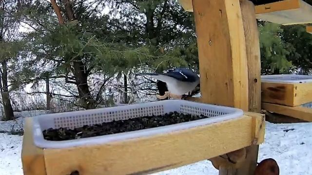 2021 Feb 28: Livestream bird feeding station. Ripley, Ontario Canada by AtHomeFriendlyTecGuy смотреть онлайн