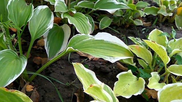 БЕЗВРЕМЕННИК, обзор. Садовые цветы смотреть онлайн