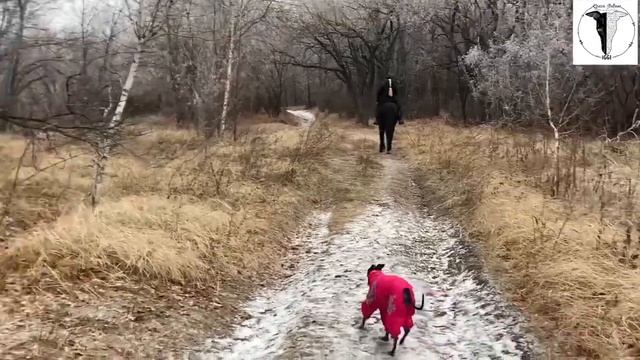 Левретка. Питомник GRAZIA ITALIANA  Italienisches Windspiel., Italian Greyhound. Iggy.