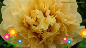 Пион ито Гарден Треасире. Краткий обзор, описание характеристик paeonia itoh Garden Treasure