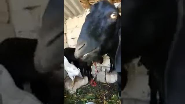 Козел ест риба смотреть онлайн