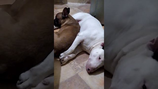 бультерьер😎 и френч 😡 💑💏😁 смотреть онлайн
