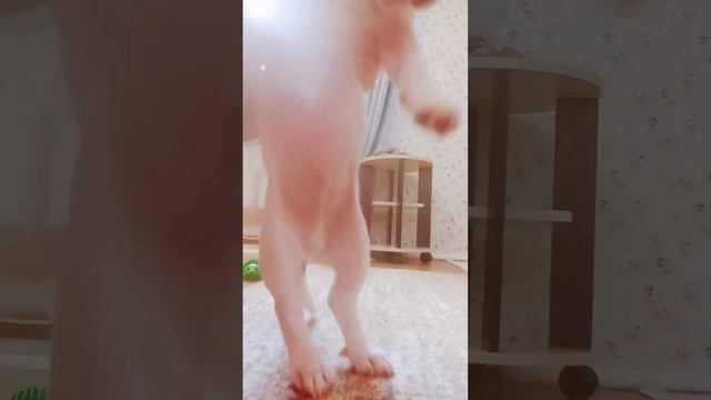 #рекомендации #джекрасселтерьер #РичиДРТ ААХВХАХАХ смотреть онлайн