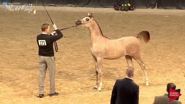 N.273 ORACLE EQ - LAS VEGAS 2019 - Arabian World Cup Junior Colts (Class 121A).mp4 смотреть онлайн