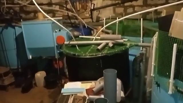 Почему аф.сом вместо стерляди. Африканец сом и сразу большие потери, причины водянки у сома. смотреть онлайн