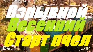 Ускоренное развитие пчелиных семей к взятку мёда Белой Акации.Двух семейное содержание пчелосемей. смотреть онлайн
