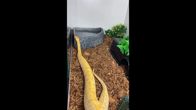 Burmese Python on the loose/New enclosure upgrade смотреть онлайн