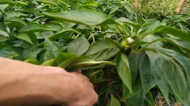 Болгарский Перец... Время собирать шикарные плоды и делать выводы... смотреть онлайн