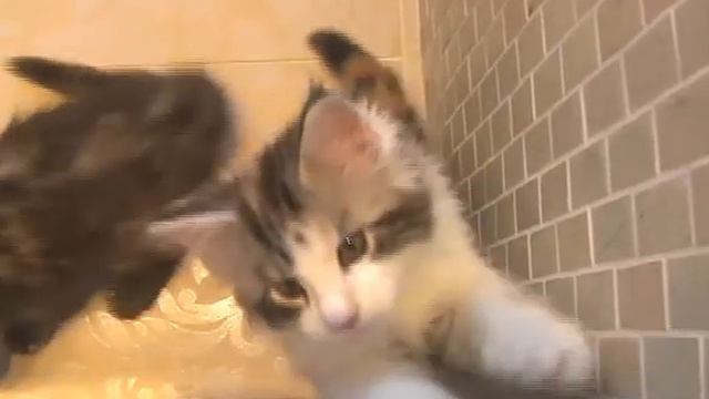 Мейн Кун. Котята. 7 недель. смотреть онлайн