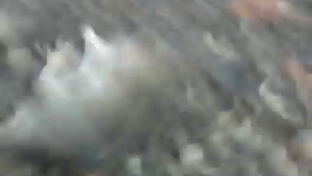 Как спит крыса:D смотреть онлайн