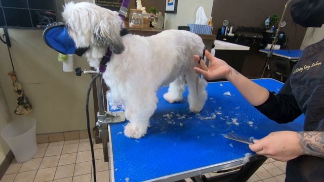 How I groom a Semi Aggressive Dog | Bichon X смотреть онлайн