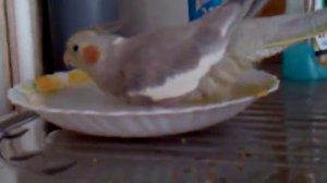 Попугай корелла купается