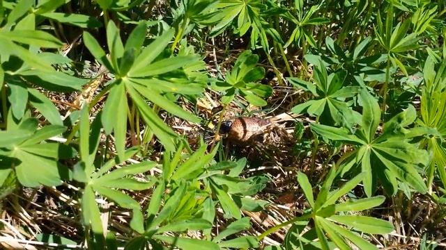 змея ест жабу