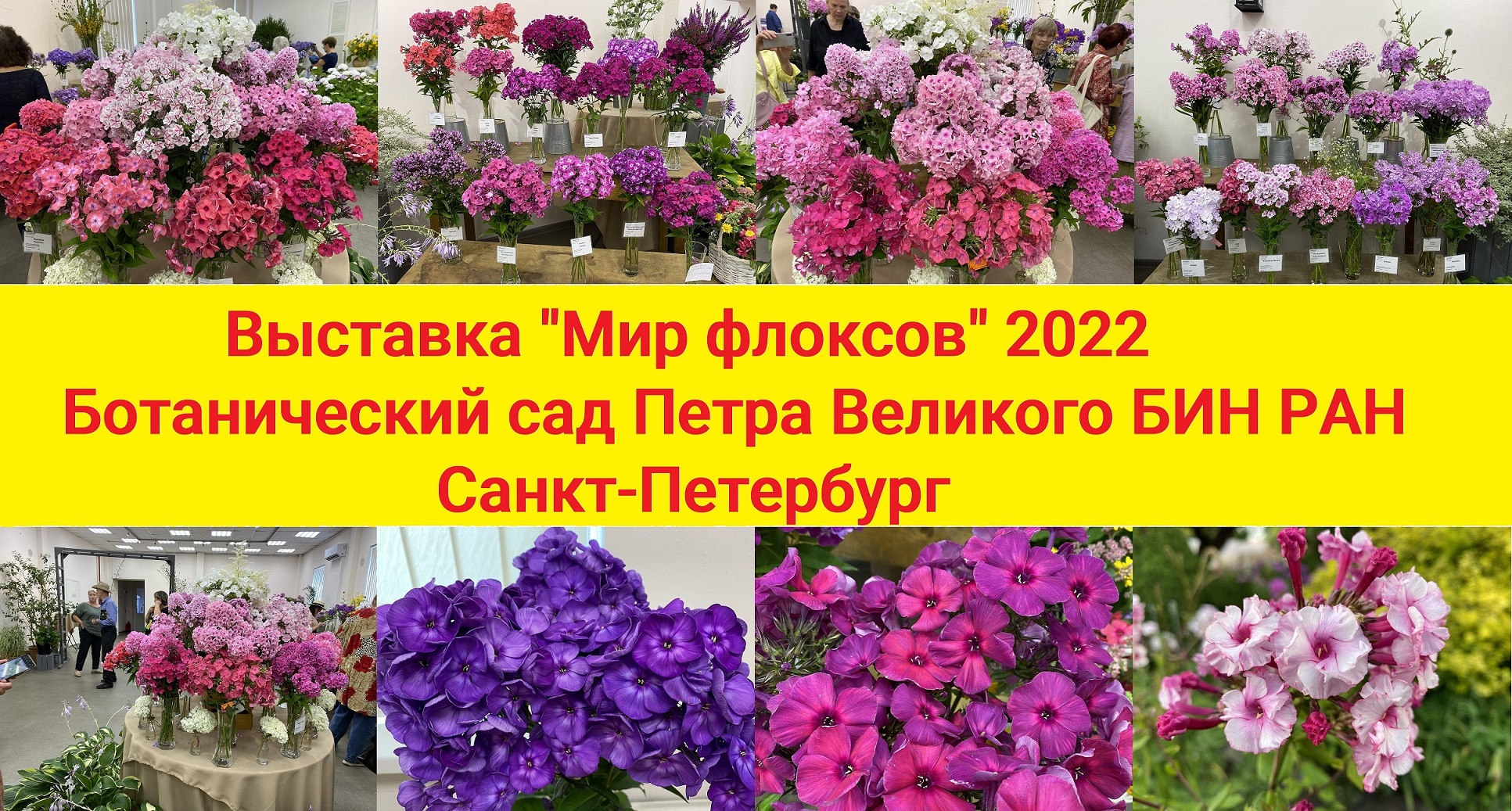 Выставка "Мир флоксов" 2022. Ботанический сад Петра Великого БИН РАН. Санкт Петербург. смотреть онлайн