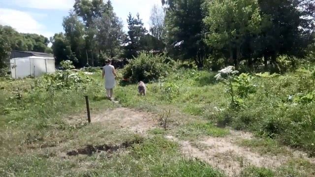 Щенок девочка кавказской овчарки смотреть онлайн