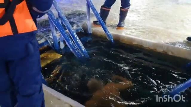 Купание в Крещение в Уфе | парк Якутова | смотреть онлайн