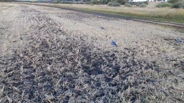 #130 чучела вяхиря смотреть онлайн