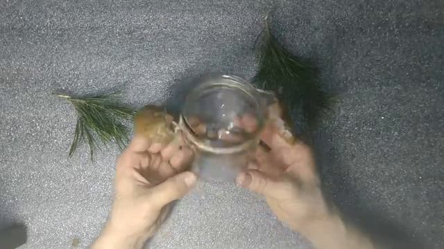 ★Как сделать красивый подсвечник своими руками. Хендмейд из банки свечки и сосны. смотреть онлайн