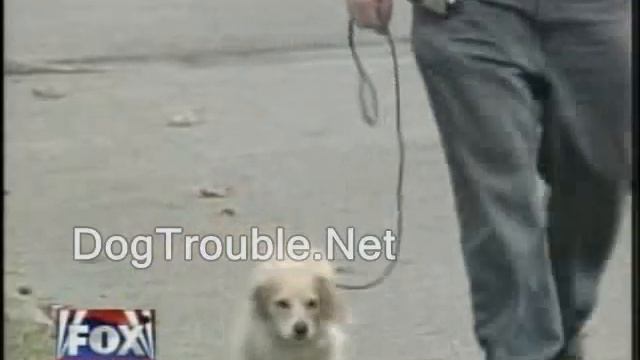 DogTrouble.Net's Jason on Fox News dog behavior training смотреть онлайн