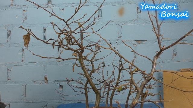 Carpinus Betulus Restyle After 1 Year