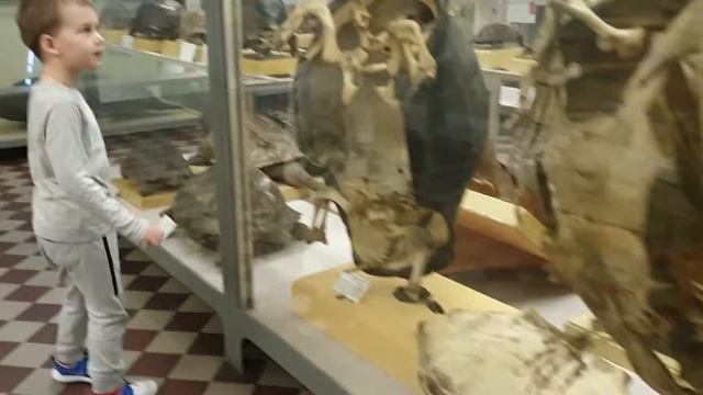 Zoomuseum Зоологический музей смотреть онлайн