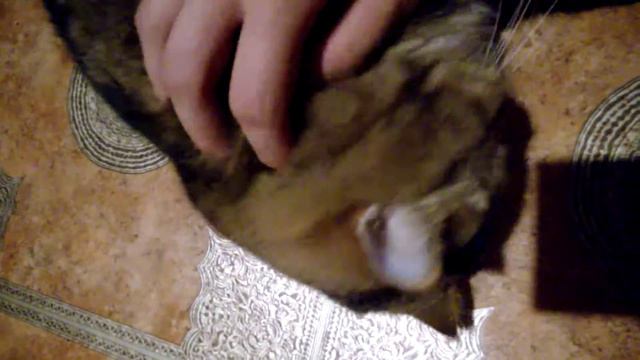 Тискаю кота смотреть онлайн