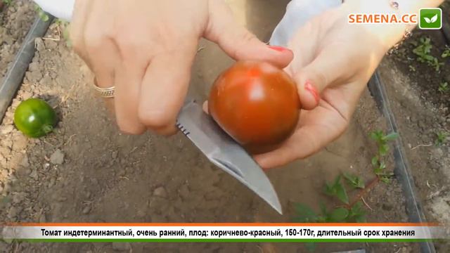 Томат Сашер F1 (Культура в разрезе) смотреть онлайн