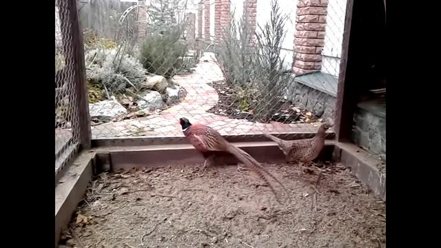 ФАЗАНЫ И ГОЛУБИ!!! смотреть онлайн