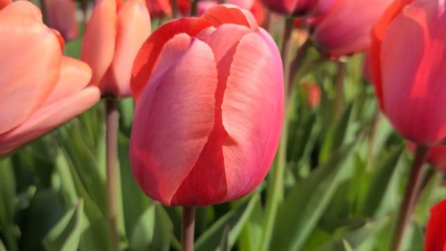 APRICOT IMPRESSION | TULIPS | SPRING FLOWERS смотреть онлайн