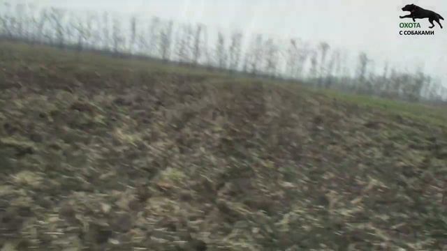 Охота с собаками на зайца.11 часть. 2022-2023г смотреть онлайн