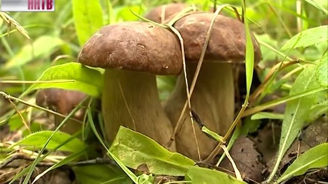 В лесах Нижегородской области раньше обычного начался грибной сезон смотреть онлайн