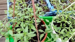 Формирование ампельного Львиного Зева.