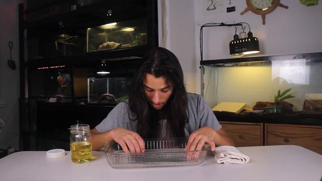 How To Unstick Snakes from Glue Traps/ Duct Tape смотреть онлайн