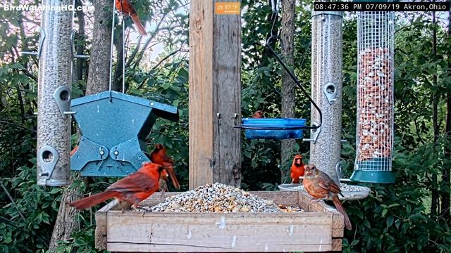 How Many CARDINALS Can You See On My Bird Feeders? смотреть онлайн
