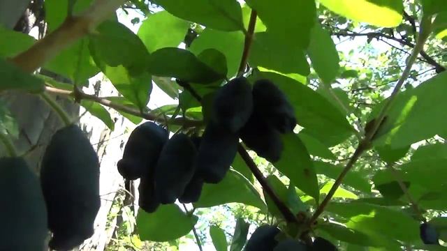 Жимолость камчатская. Honeysuckle Kamchatka.
