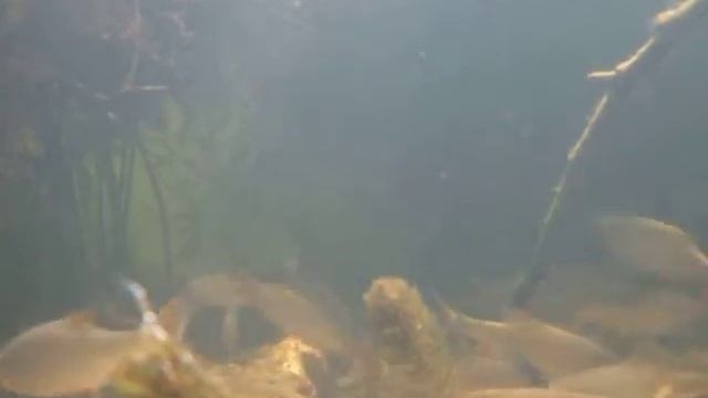 активность белой рыбы у берега под водой смотреть онлайн