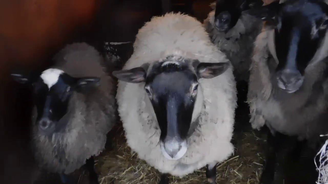 РОМАНОВСКИЕ ОВЦЫ!САМЫЕ БОЛЬШИЕ ПРОБЛЕМЫ ПРИ ОКОТАХ! смотреть онлайн