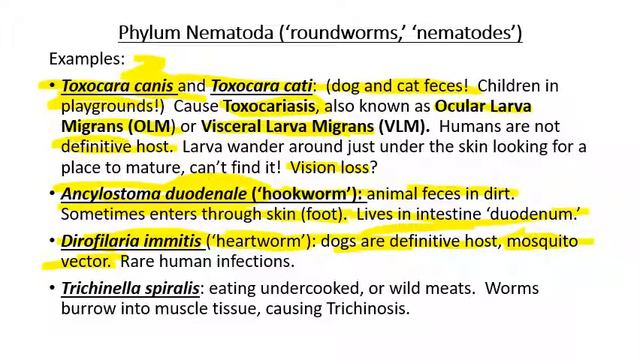 Lecture 7 Helminthes смотреть онлайн