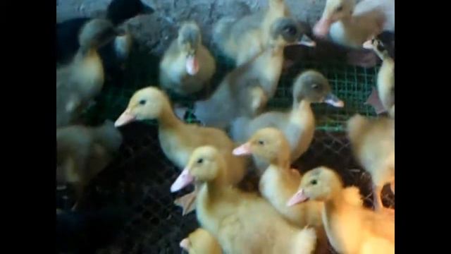 Сколько весят пекинские утята и гусята в 2 месяца. Утята фаворит смотреть онлайн