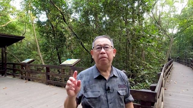 Birding In Singapore - Mangrove Pitta @PRP