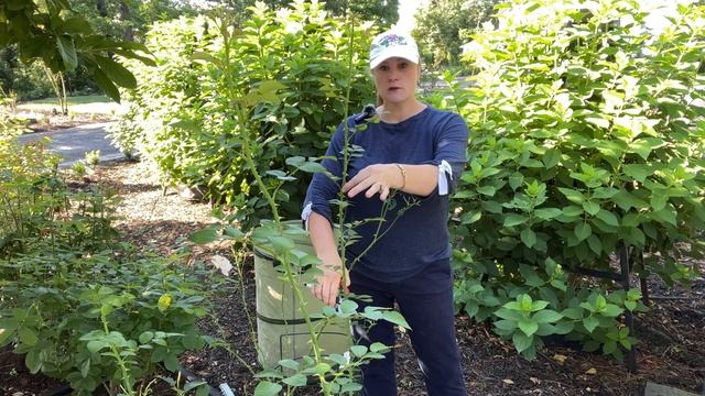 ? Manage Rose Height & Increase Blooms | Deadhead, Prune & Shape Roses смотреть онлайн