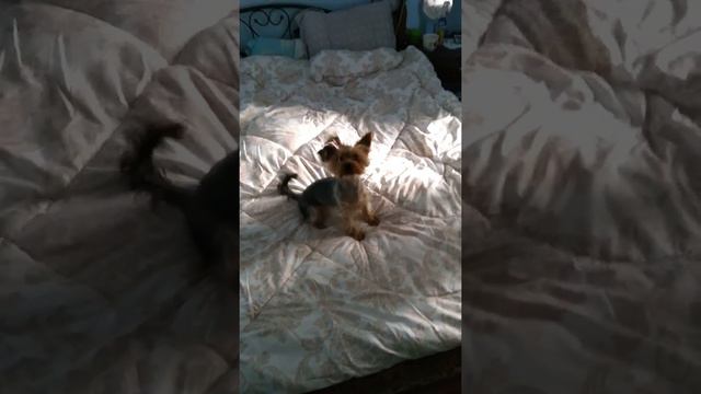 Купила блин одеяло. И кровать теперь не моя смотреть онлайн