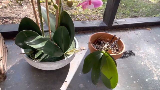Allen & Roth Artificial Orchid смотреть онлайн