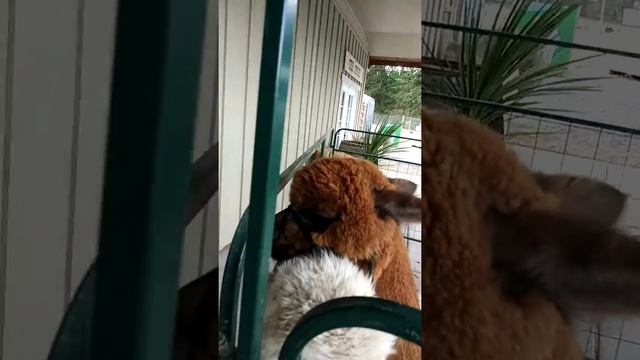 Alpacca Farm in front of the store смотреть онлайн