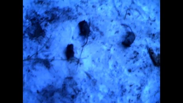 Ловят ли прямоушки и вислоушки мышек? смотреть онлайн