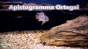 Апистограмма Рамирези и другие! Интересное и полезное. Содержание, совместимость, виды