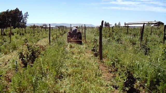 SST2+Grass Crusher Plot G15 Organical Blackberries Chester Variety смотреть онлайн