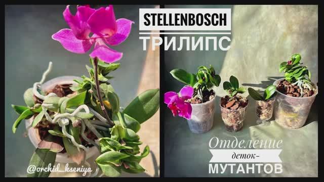 Отделяю деток орхидеи Стэлленбош с мутацией листьев | phal. Stellenbosch trilips ?Обзор-пересадка? смотреть онлайн