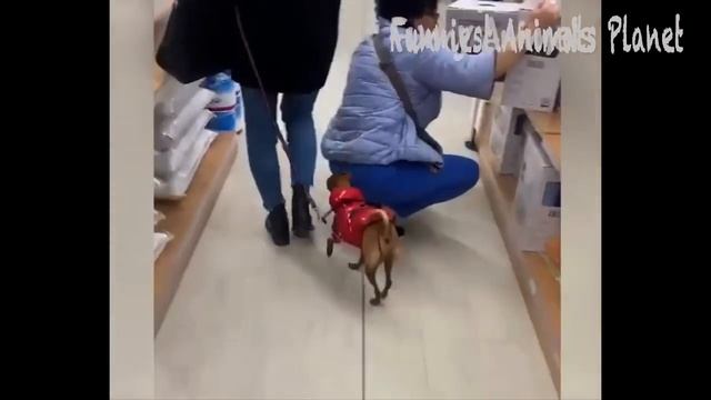 Best Funny Dogs And Cats Videos ? - Funniest Animals Videos 2023? #1 (720p)